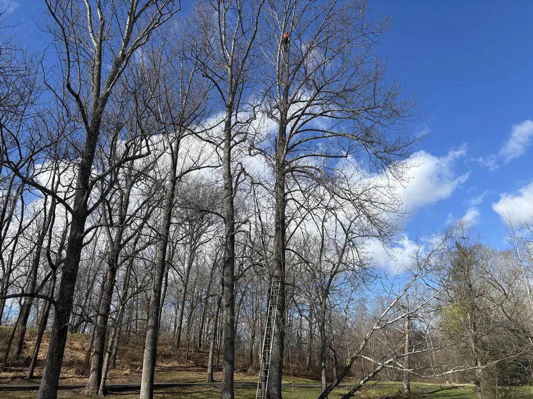 tree-lightning-protection-usa
