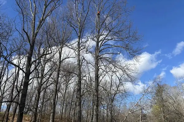 Lightning Protection for Trees Lightning Protection for Trees